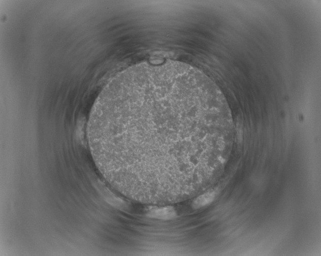 X0000062900185200602101816