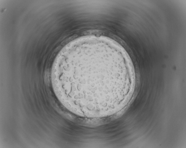 X0000062900191200602101816