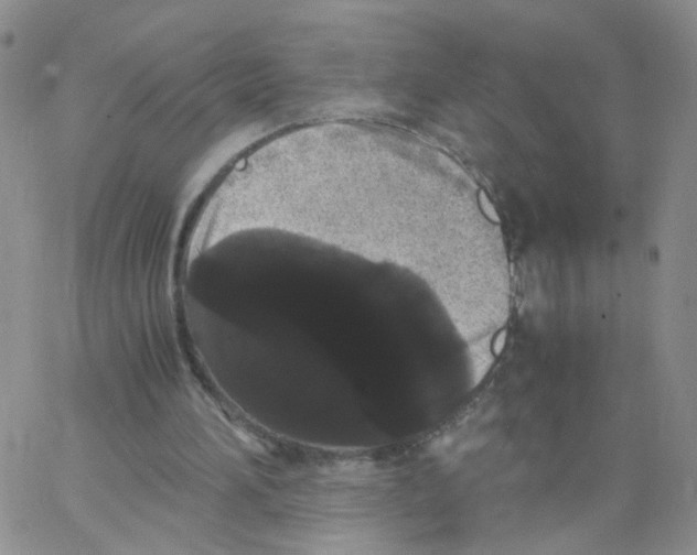 X0000062900196200602101815