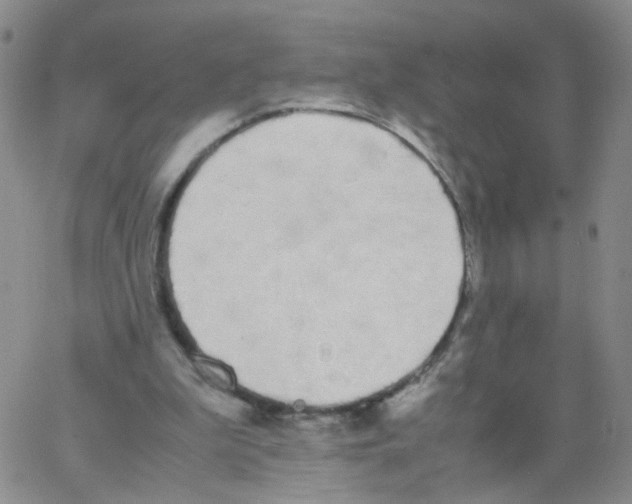 X0000062900199200602101815