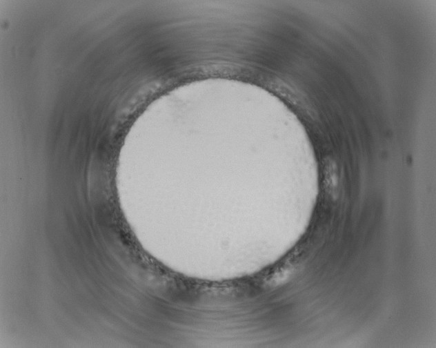 X0000062900206200602101815