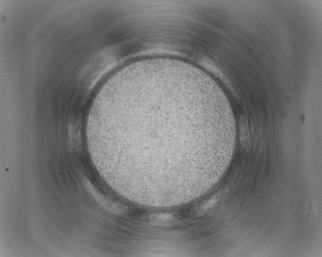 X0000062900208200602101815