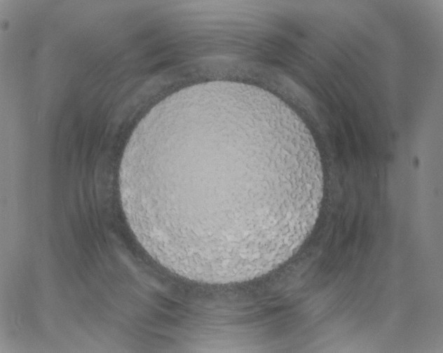 X0000062900210200602101815