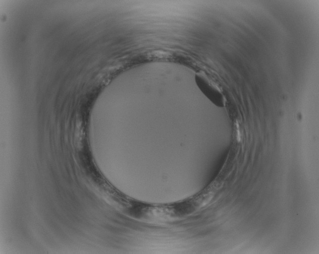 X0000062900223200602101815