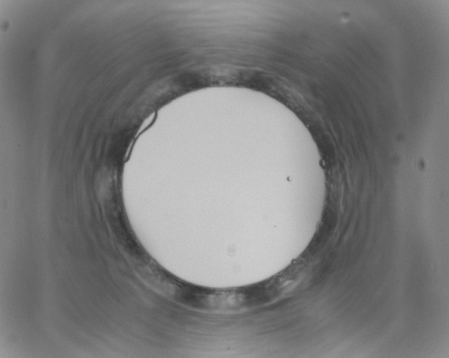 X0000062900225200602101815