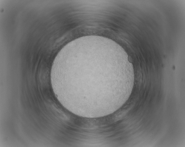 X0000062900226200602101815