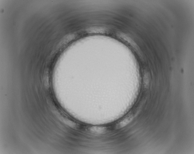 X0000062900261200602101814