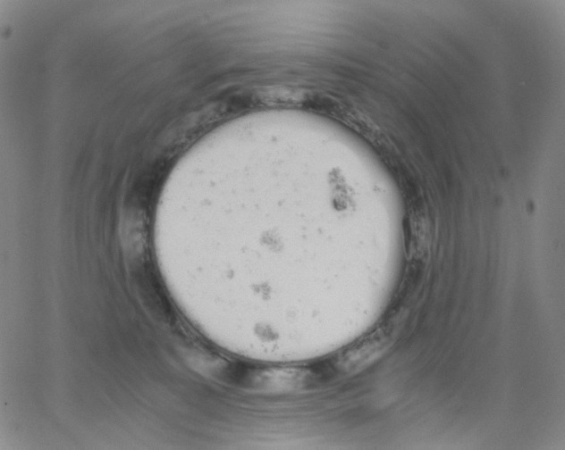 X0000062900323200602101813