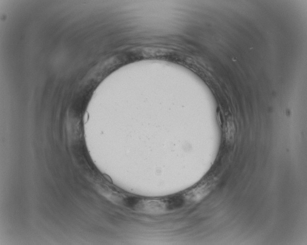 X0000062900327200602101813