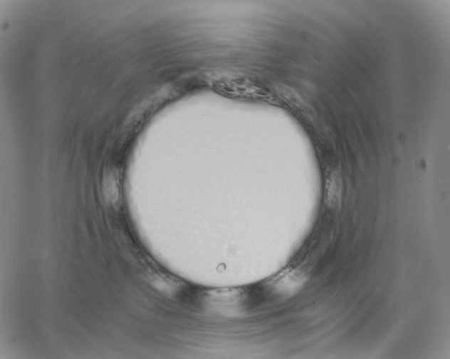 X0000062900335200602101813