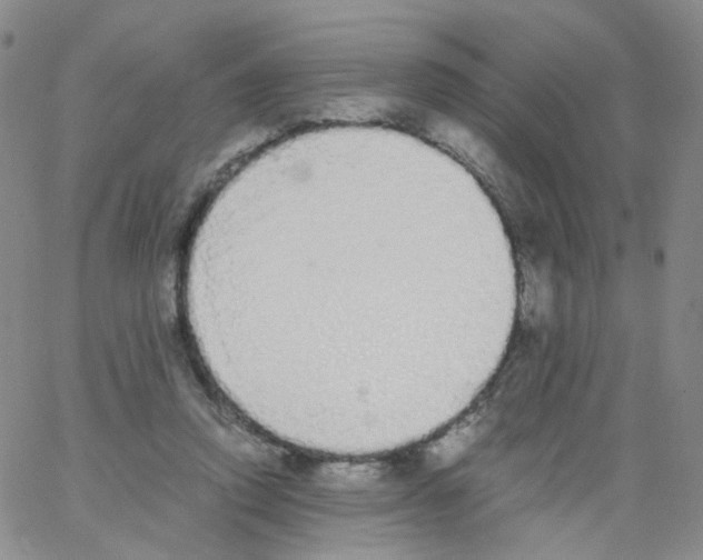 X0000062900354200602101813