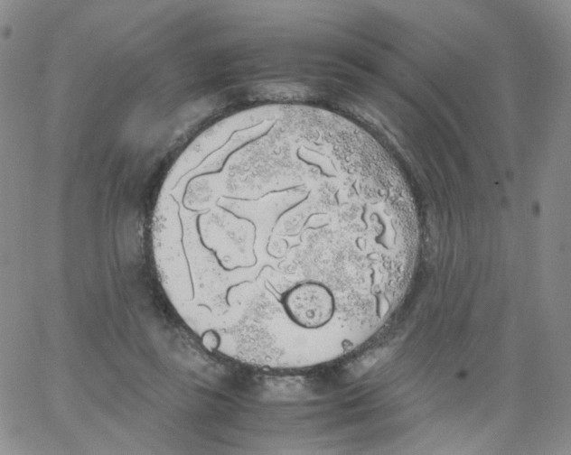 X0000062900355200602101813