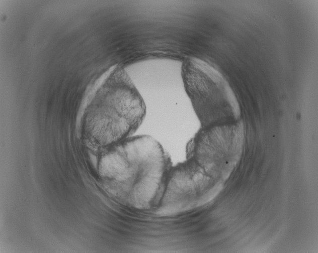 X0000062900365200602101813