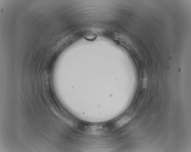 X0000062900366200602101813