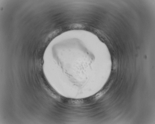 X0000062900383200602101813