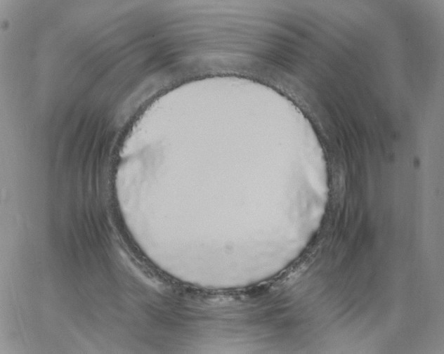 X0000062900390200602101812