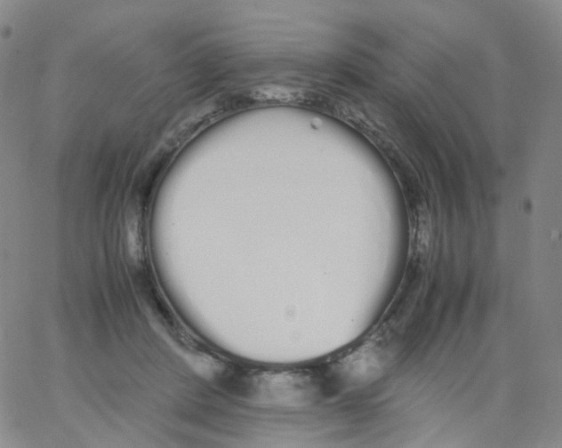 X0000062900408200602101812