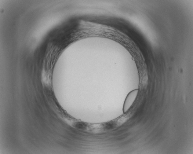 X0000062900431200602101812