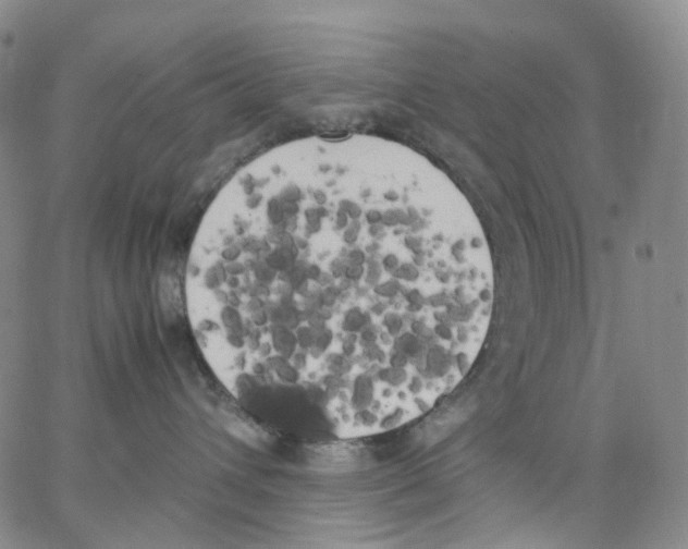 X0000062900432200602101812