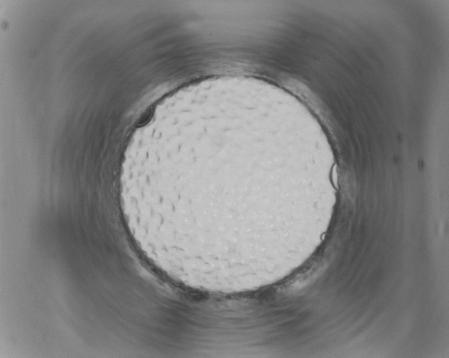 X0000062900433200602101811