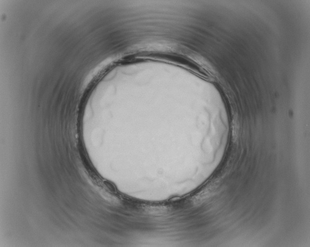 X0000062900438200602101811