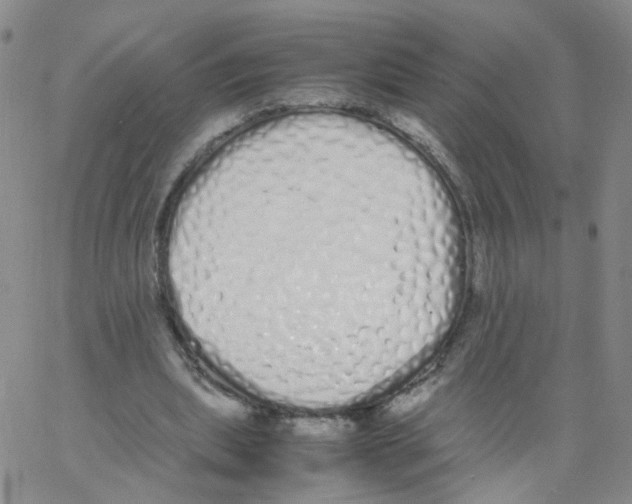 X0000062900439200602101811