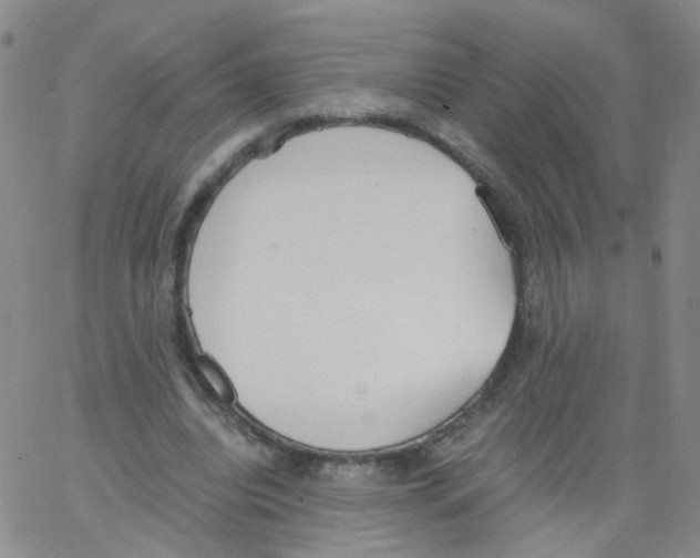 X0000062900440200602101811