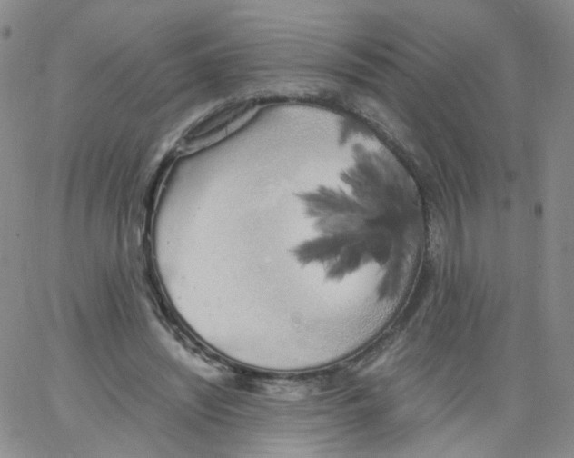 X0000062900444200602101811