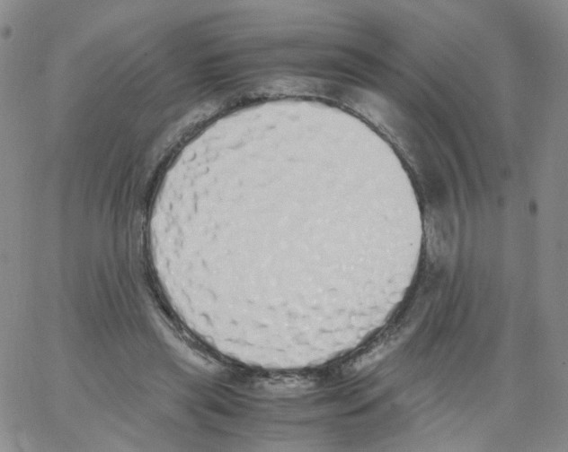 X0000062900445200602101811