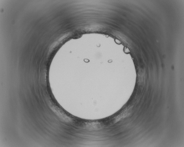 X0000062900446200602101811