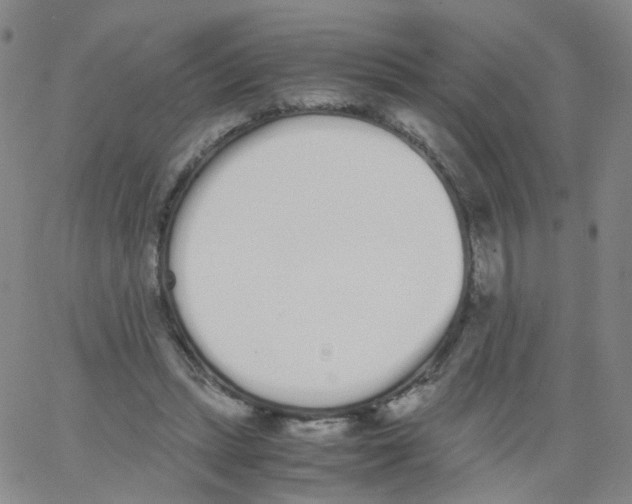 X0000062900447200602101811