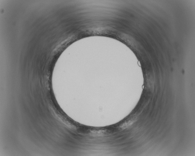 X0000062900450200602101811