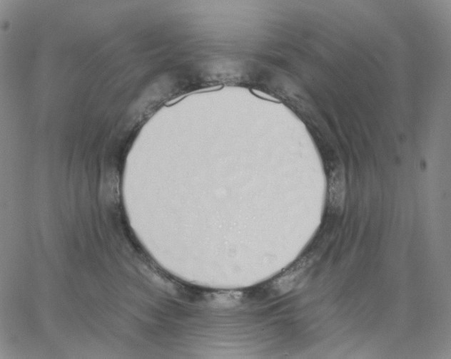 X0000062900474200602101811