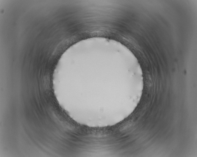 X0000062900502200602101810