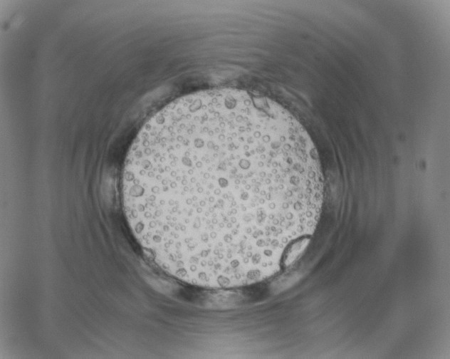 X0000062900527200602101810