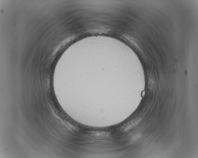 X0000062900539200602101809