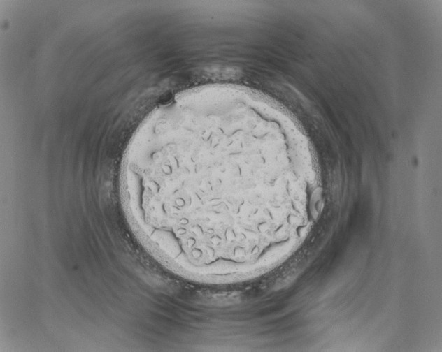 X0000062900553200602101809