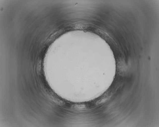 X0000062900554200602101809