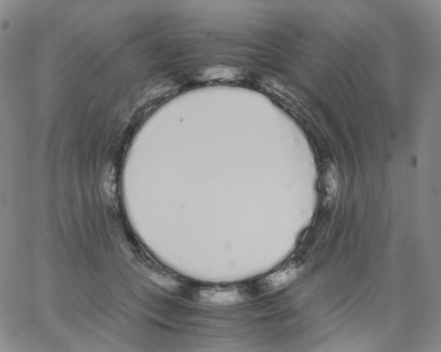 X0000062900559200602101809