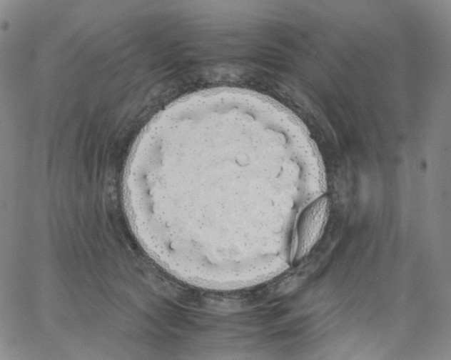 X0000062900561200602101809