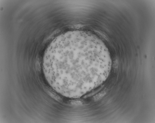 X0000062900572200602101809