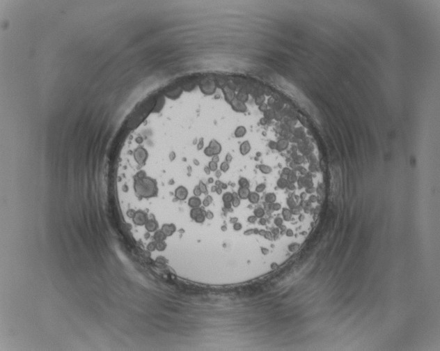 X0000062900580200602101809