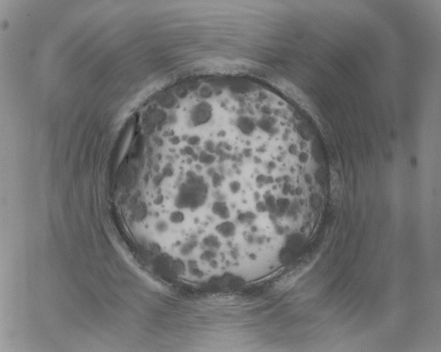 X0000062900581200602101809