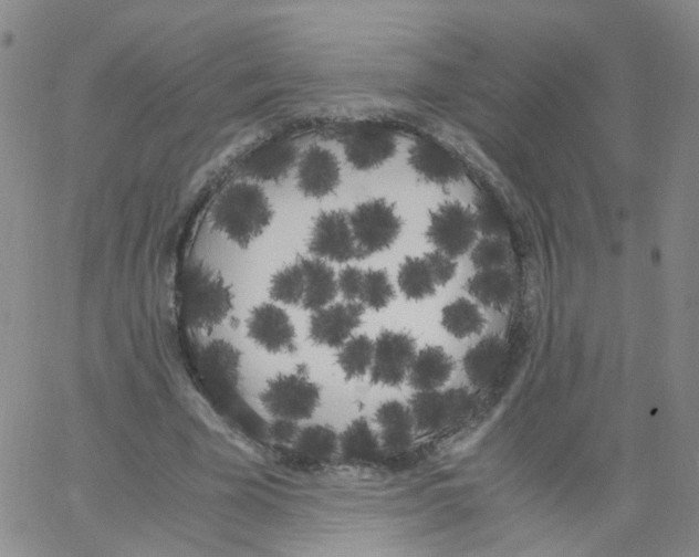 X0000062900585200602101809