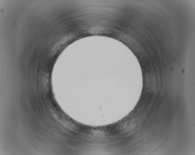 X0000062900592200602101809