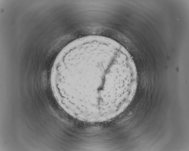 X0000062900594200602101808