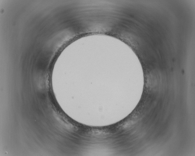 X0000062900632200602101807