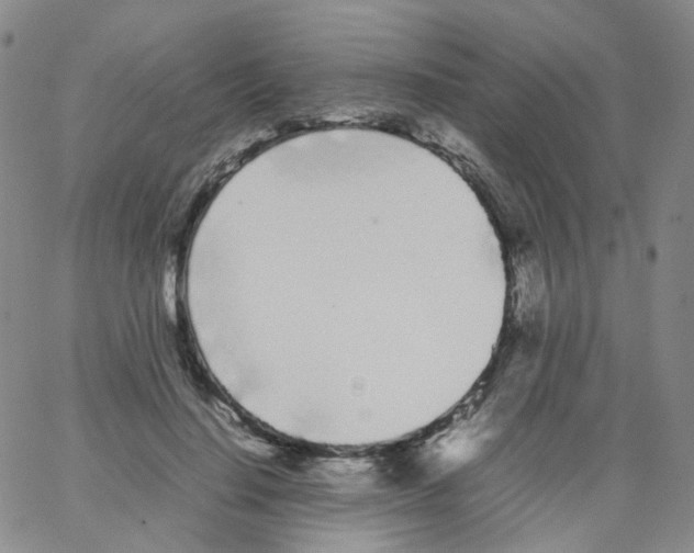 X0000062900644200602101808