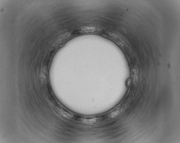 X0000062900653200602101808