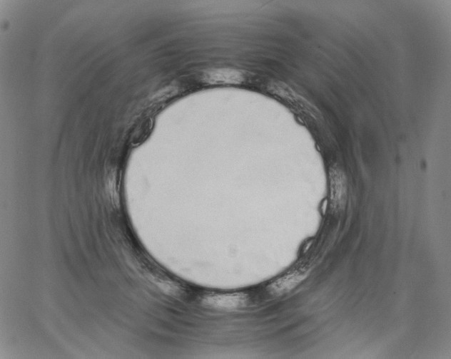 X0000062900655200602101808